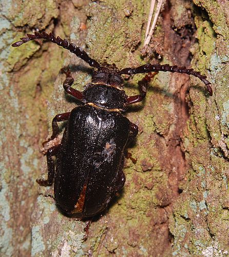 Prionus coriarius